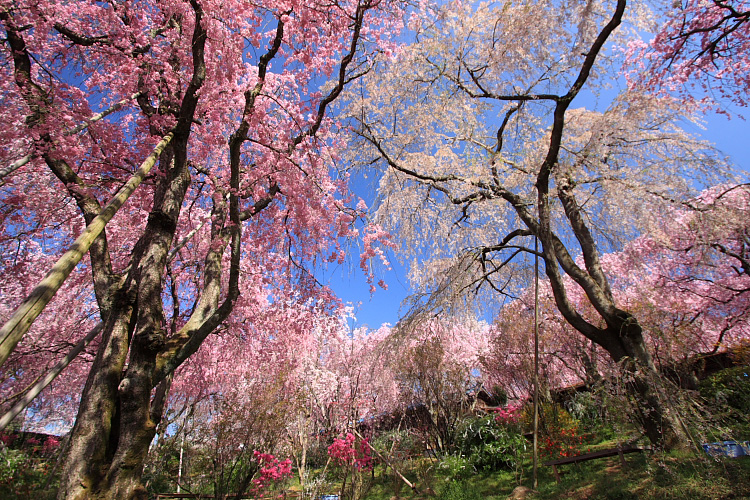 原谷苑_e0051888_6113767.jpg