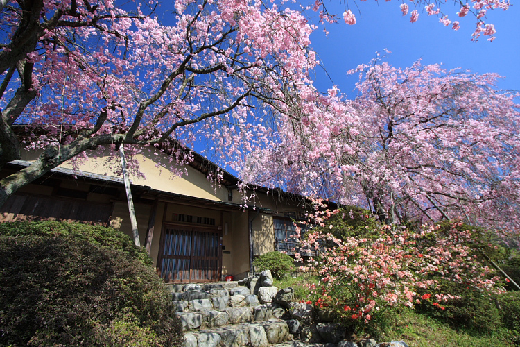原谷苑_e0051888_613733.jpg