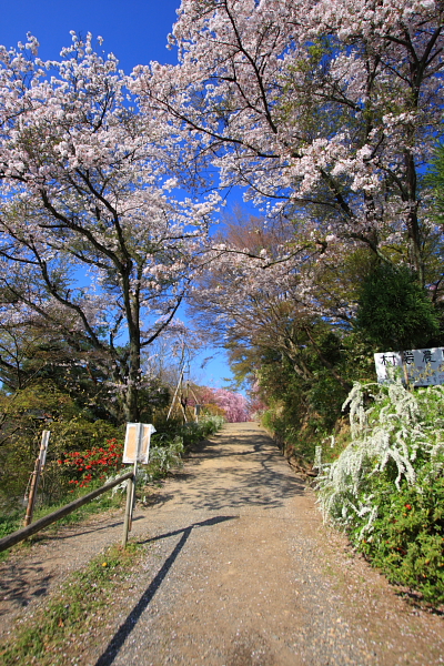 原谷苑_e0051888_691455.jpg