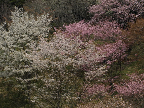 多摩森林科学園　1/3_b0167990_21581985.jpg