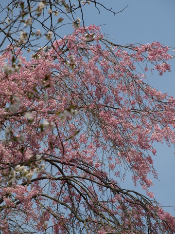 多摩森林科学園　1/3_b0167990_21583149.jpg