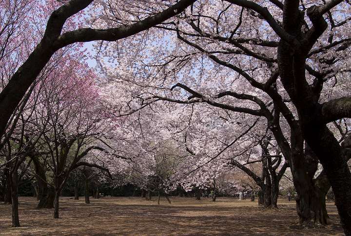 ４月６日桜満開の新宿御苑にて3_f0125990_2025386.jpg