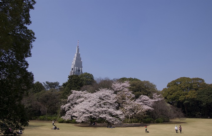 ４月６日桜満開の新宿御苑にて3_f0125990_206966.jpg