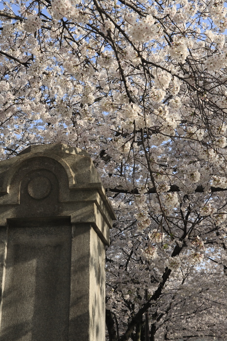 桜の記憶2009　Part-03　　天神中央公園（2009.03.27）_d0147393_6132772.jpg