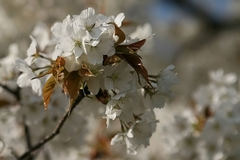 熊本・一心行の大桜_c0129599_2355048.jpg