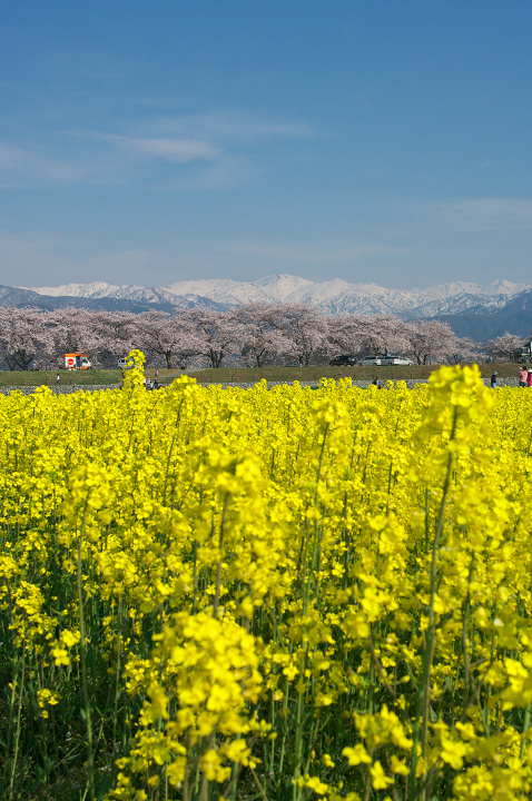 舟川の桜_e0162105_1939542.jpg