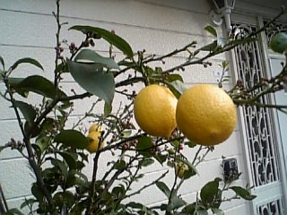 レモンがなっているのを見た！_e0059513_2094760.jpg