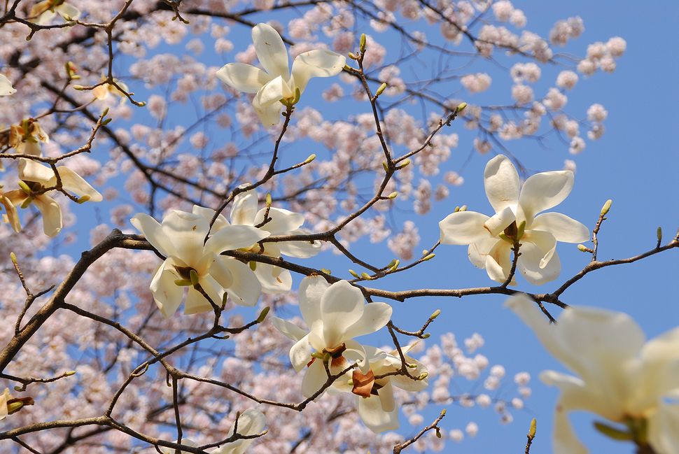 ハクモクレン、桜に埋もれず輝いています_a0031821_8155111.jpg