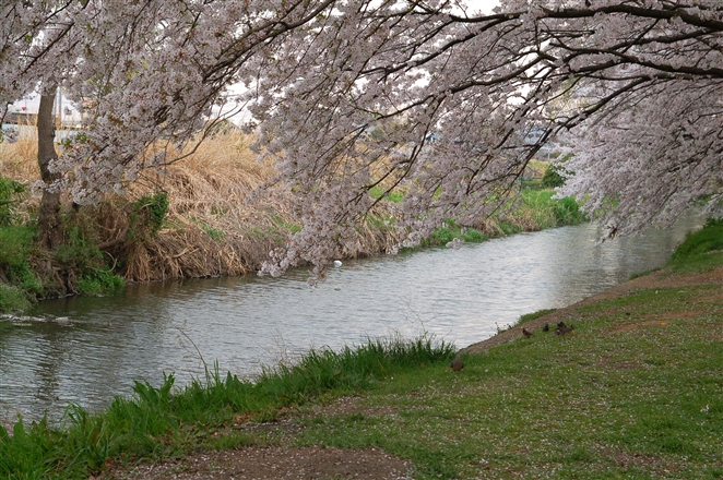 川越の桜（２０）_f0040525_2081974.jpg