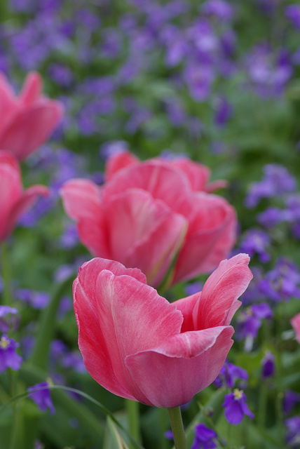 国営昭和記念公園　はるいろものがたり　*その2　Tulip Pink* _c0101927_19473621.jpg