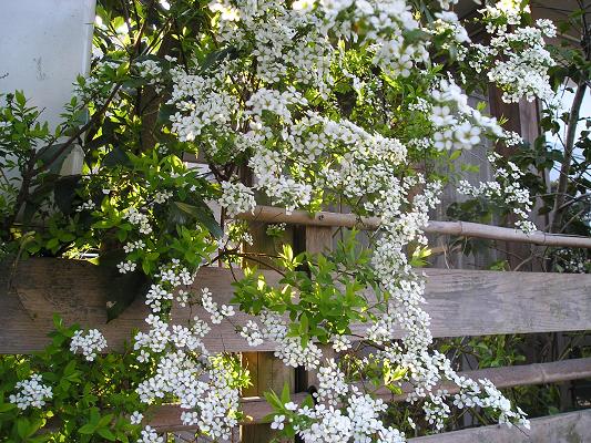 小さな花シリーズ　　　その①_d0043627_10241831.jpg