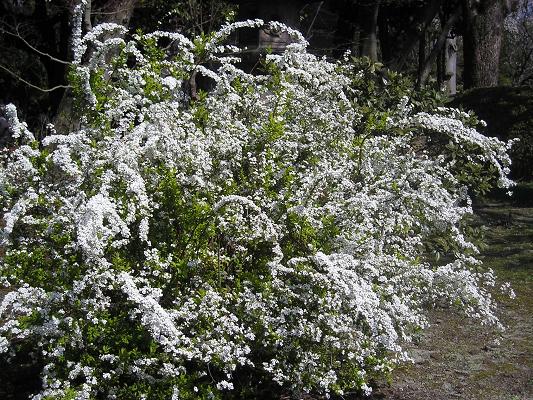 小さな花シリーズ　　　その①_d0043627_10255480.jpg