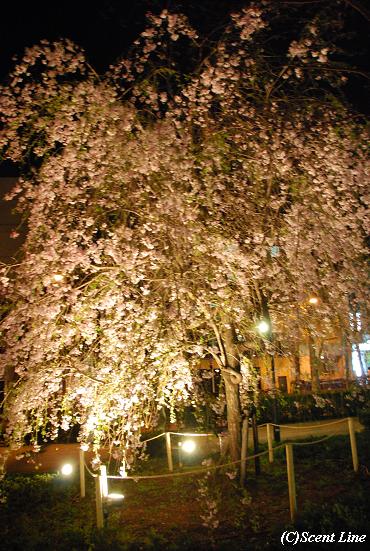 夜のお花見散歩_c0099133_23461553.jpg
