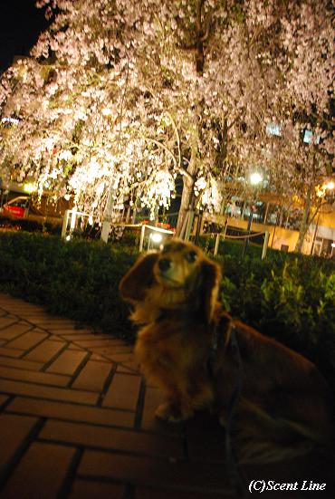 夜のお花見散歩_c0099133_2358597.jpg