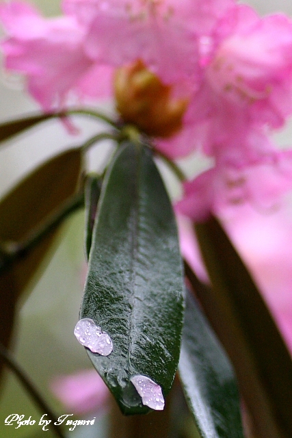 雨の室生寺_f0037633_2044342.jpg