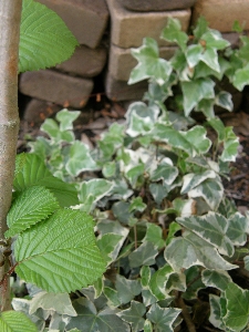 fresh green leaves_b0020034_1944563.jpg