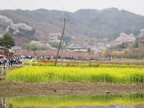 花見山_f0175434_07578.jpg