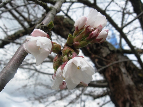 桜が咲き出しました！_b0140235_21371630.jpg