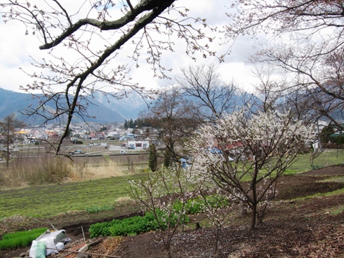 桜が咲き出しました!_b0140235_2139212.jpg