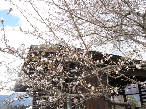 桜が咲き出しました!_b0140235_21414680.jpg