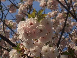 お花見*芝東照宮1_b0165236_13141338.jpg