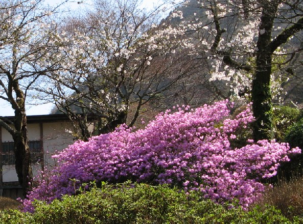 花の季節に「桜庵」に泊る_c0051938_8172995.jpg