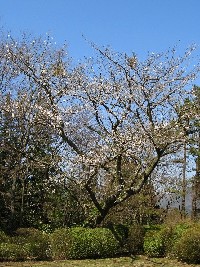 花の季節に「桜庵」に泊る_c0051938_8185775.jpg