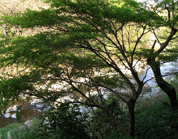 花の季節に「桜庵」に泊る_c0051938_8271460.jpg