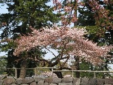 花の季節に「桜庵」に泊る_c0051938_83284.jpg