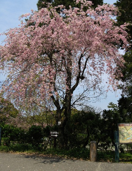 花の季節に「桜庵」に泊る_c0051938_8332669.jpg