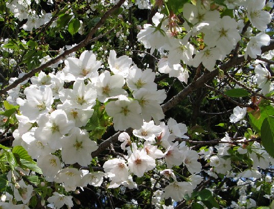 花の季節に「桜庵」に泊る_c0051938_8335592.jpg