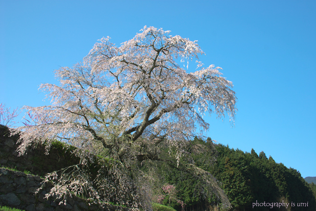 ２００９年４月１５日　　かかげて_e0083238_2114342.jpg