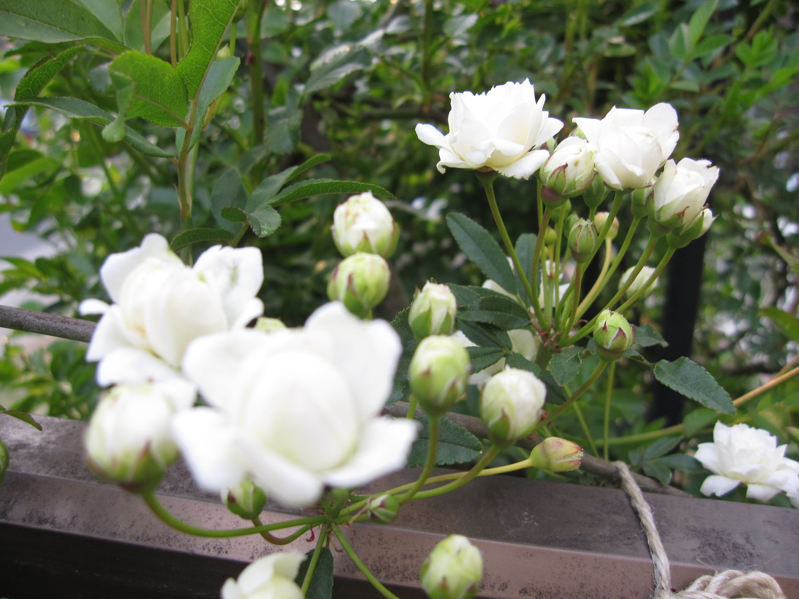 開花_e0110038_20293735.jpg