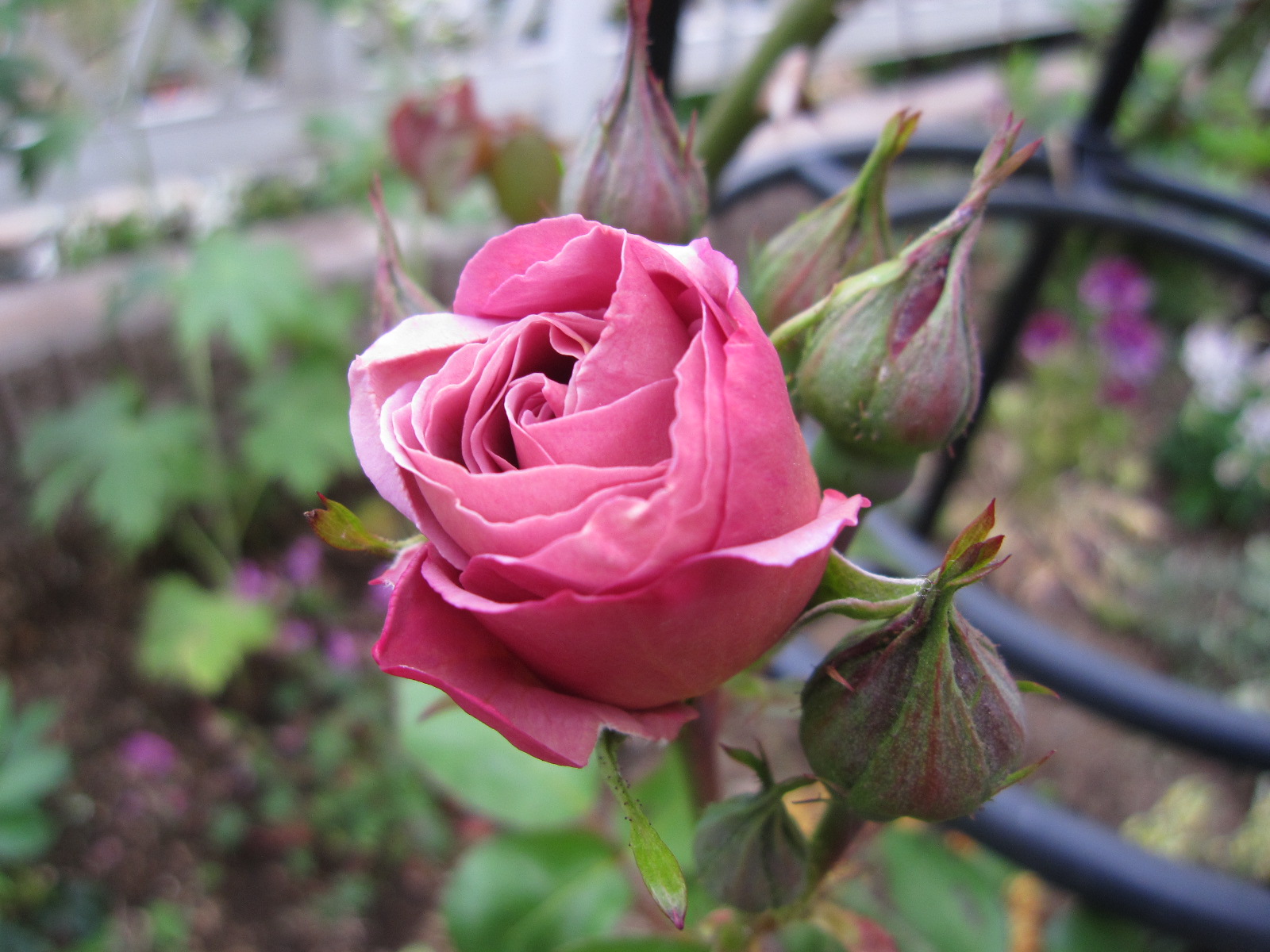 開花_e0110038_20294619.jpg