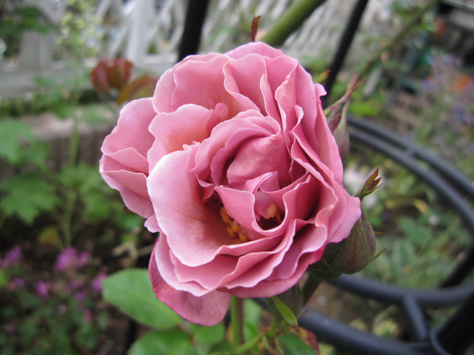 開花_e0110038_20304466.jpg