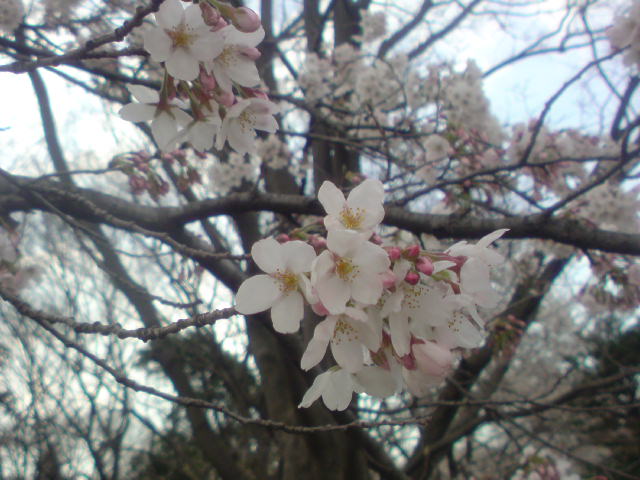 昭和記念公園でお花見_c0035144_19552490.jpg