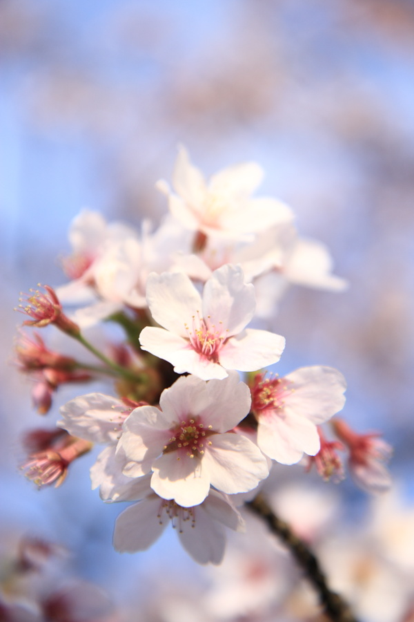 初桜_b0157849_244873.jpg