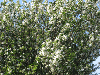 善福寺川の桜_a0044453_1752787.gif