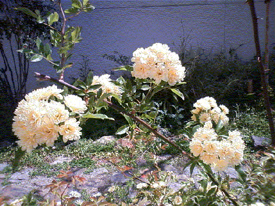 f0205453_23414929.gif