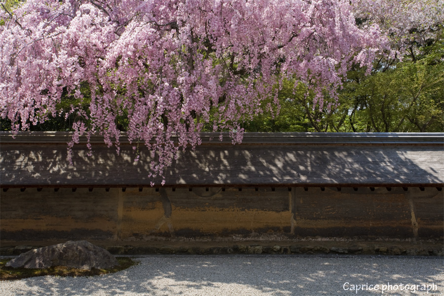 龍安寺_c0191355_23405368.jpg