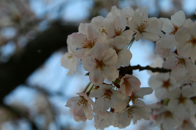 桜_e0156957_2381188.jpg