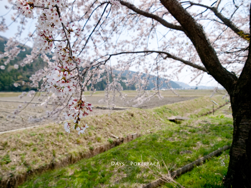 桜のある風景_d0079559_21172247.jpg