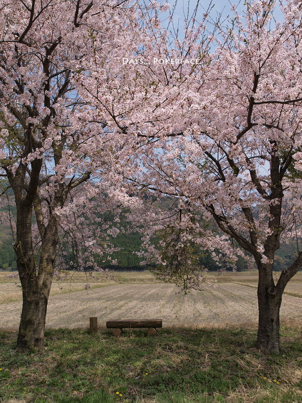 桜のある風景_d0079559_21192472.jpg