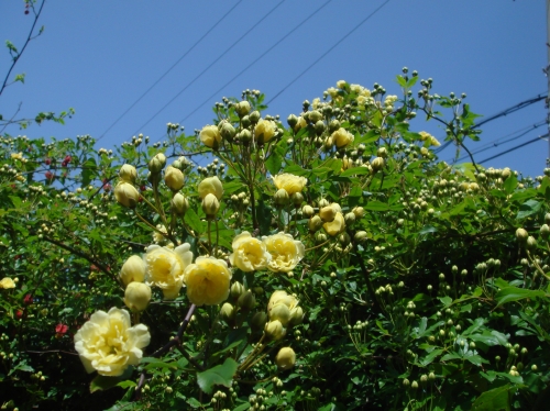 c0108460_15564619.jpg
