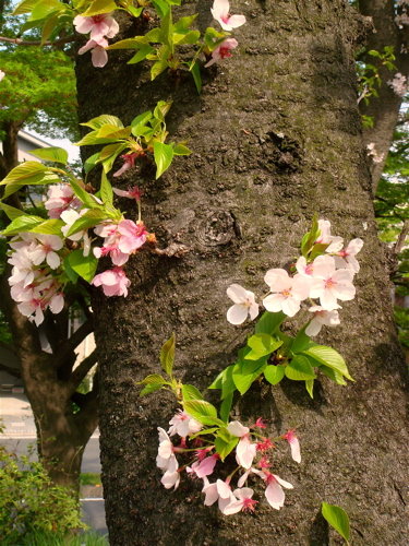 そこに桜がある限り散歩は続く。_e0125762_0314295.jpg