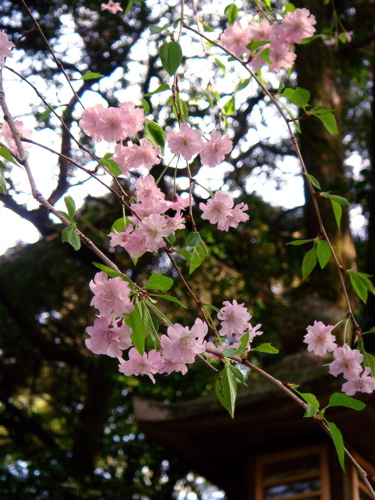 そこに桜がある限り散歩は続く。_e0125762_0374329.jpg