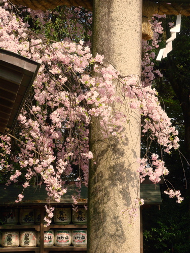 そこに桜がある限り散歩は続く。_e0125762_037535.jpg