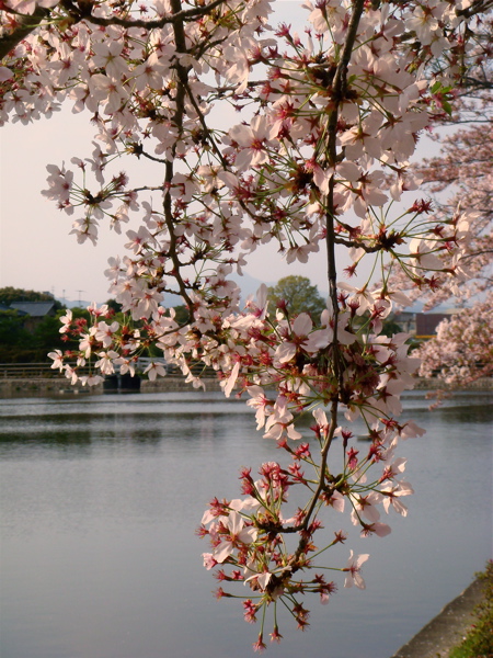 そこに桜がある限り散歩は続く。_e0125762_121750.jpg