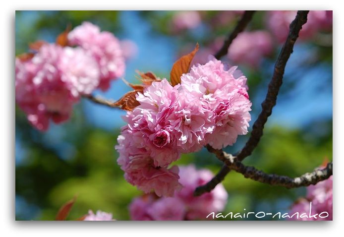 妙見神社の八重桜_e0153963_16314355.jpg