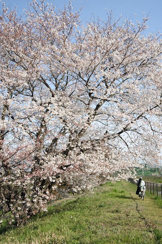 大和の桜　２００９　（４）_f0067667_14351891.jpg